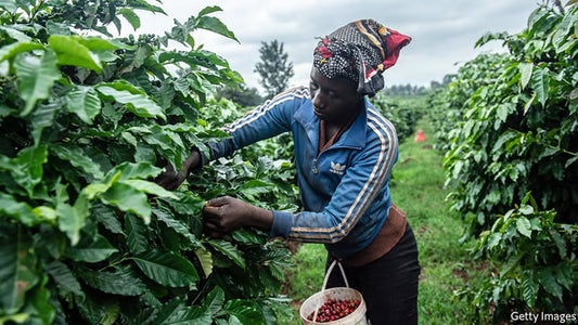 Economist: Kenyans restarting to drink their own coffee