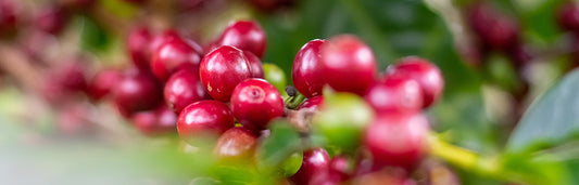 Resolving environmental issues in coffee production (September 2022)